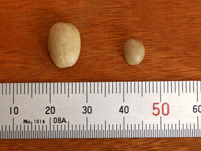 コーヒー豆の比較